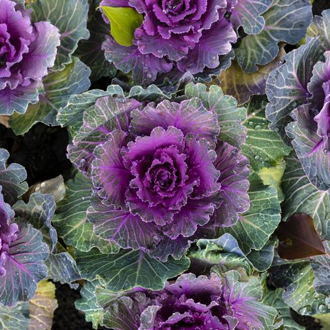 what to plant in november ornamental cabbage