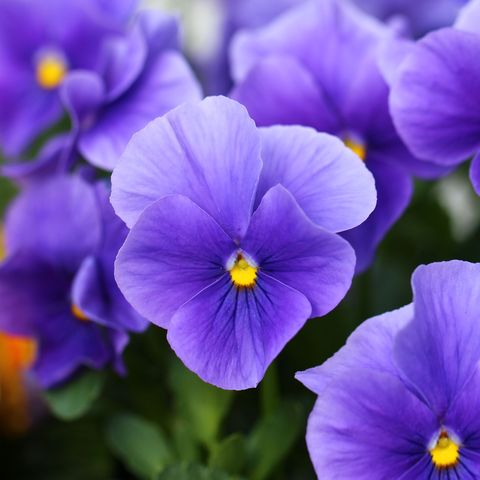 pansies