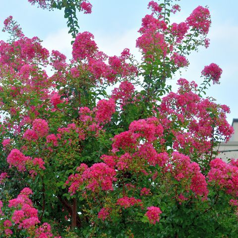 japanese crape myrtle flower  lagerstroemia indica