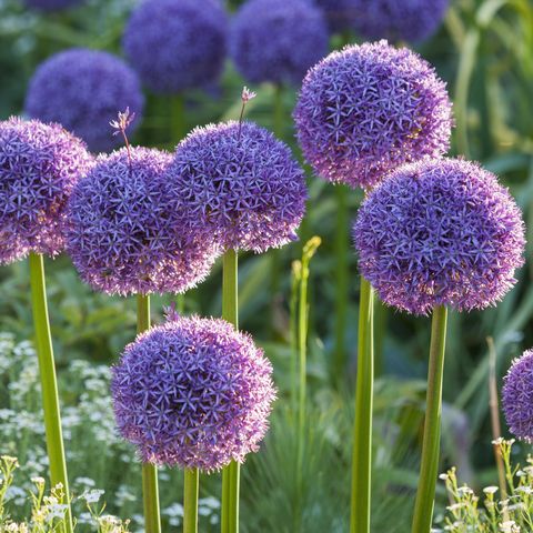 what to plant in november purple allium flowers