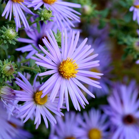 hardy blue aster flowers closeup