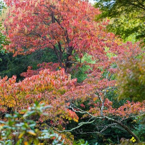 sourwood tree in garden