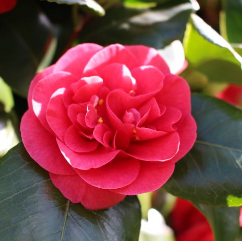 closeup of red rose