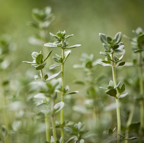 what to grow in november green thyme herb